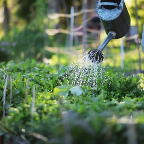 Horticulture, Garden & Green Area Management Horticulture, Garden & Green Area Management