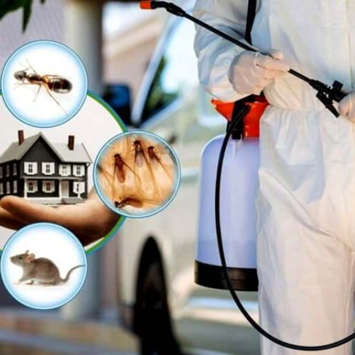 Pest Control Services11 Pest Control Services11